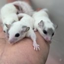 브리티시 클럽 | 광주 이색반려동물 성지! 슈가글라이더 전문샵 펫엔글라이더 본점 &amp; 로던트클럽 후기