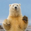 북극곰 로라 이미지