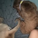 졸리펫 | 여름 조금씩 졸리나 봐 일 덜하네