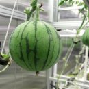 점수농장 이미지