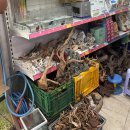 가성수족관 이미지