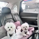 땡구야놀자 | 땡구•만두 울산애견카페 탐방기 ➿