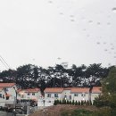 계림유스호스텔 | 경주 신상 단체 풀빌라 숙소 ㅣ 어썸 웨이 풀빌라 A동 아이랑 후기