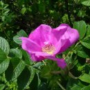 행복한교회 이미지