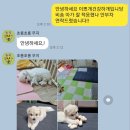 이쁘개 건강하개 이미지