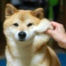 파파스 캠핑장 이미지