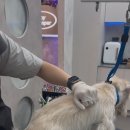 퍼피팸퍼 이미지