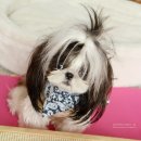 아이디얼푸드 이미지
