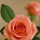 서귀포시노인복지회관 이미지