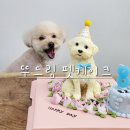 뚜드림 | 수원강아지케이크 맞춤제작 ‘뚜드림’에서 기념 케이크 제작후기