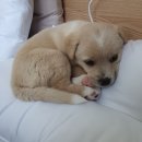 황금이 이미지