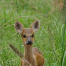 울산광역시 야생동물구조센터 이미지