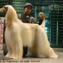 퍼피프린스 이미지