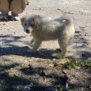 씨유 정선민둥산점 | 안개와 달콤함 무결실의 계절