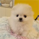 플랜멍 강아지분양 포항점 네이버블로그