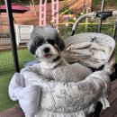 댕댕이# | 가평 애견펜션, 댕댕이천국 체리몽 다녀온 후기