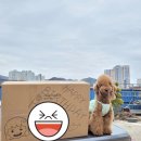 아로펫그루밍 이미지