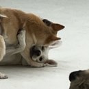 부산대형견호텔 24시 강아지유치원 목욕 대견하개 서면점 | [감자 일상] 대형견 간식 추천, 서면 대견하개 유치원 후기