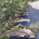 목골농장 이미지