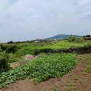 상모리-11 이미지