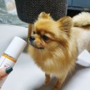 (주)헬로마이펫 네이버블로그