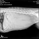 베스트 프렌즈 동물병원 이미지