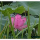 유등연지 이미지