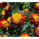 금빛행복나라 이미지