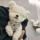 펫21 (Pet21) | 대구펫사랑유치원 동대구역 신세계백화점