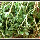 쇠비름 효소만드는 법 이미지