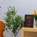 연첼로음악교습소 네이버블로그