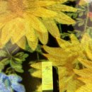 엠디개발 | 아모레퍼시픽 #에이피뷰티 💧리쥬브네이팅 부스터 샷 엠디세럼 리얼 후기