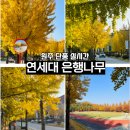 시민운동장~가선교 가로수길 | 원주은행나무 단풍명소 연세대 미래캠퍼스 실시간