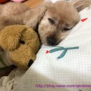 청담동물병원애견미용실 이미지