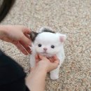 미유펫 강아지분양고양이분양 김포점 이미지