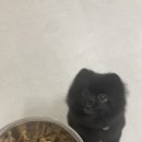 치즈 애견유치원&애견호텔 이미지