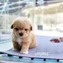 멍품 강아지분양 본점 | "파주강아지 분양 플레이독 파주 본점" 방문 후기