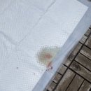 서사라 동물병원 이미지