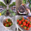 농업회사법인 유한회사 우리농장 | 부산 서면 딸기체험 농업회사법인 청원 13개월 아들과 다녀 옴 ㅎㅎㅎ