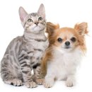 24시 아이동물메디컬센터 이미지