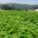 광성농장 이미지