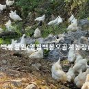 최선농장 | 여름철 계란 비린내 원인과 보관법, 영월백봉오골계농장이 알려드립니다.