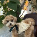 제주개과점 이미지