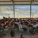 지리산 농장 이미지