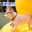 아이도그 이미지