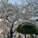 초록길도서관 | 정독도서관 벚꽃길 산책 후기ㅣ북적임 없는 조용한 서울 봄꽃 명소