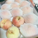 선산분홍복숭아 이미지