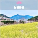 벚꽃 공중화장실 | 남해 노량공원(2024.04): 사진 한 장에 담는 유채꽃과 벚꽃과 바다