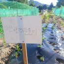 숙희농장 | 지스방 ♡ 뚠뚠이의 주말농장 후기