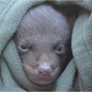 지리산밧데리 이미지